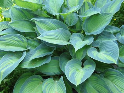 Hostas: Sun Tolerant and Slug Resistant - Florissa | Flowers & More