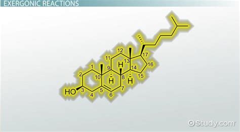 Exergonic Reaction | Definition, Processes & Examples - Lesson | Study.com