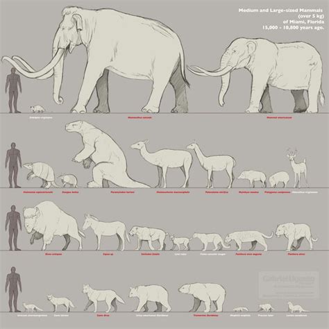 Pin on Animal size comparison charts