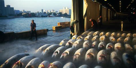 Catching the Last Days of the Tokyo Fish Market