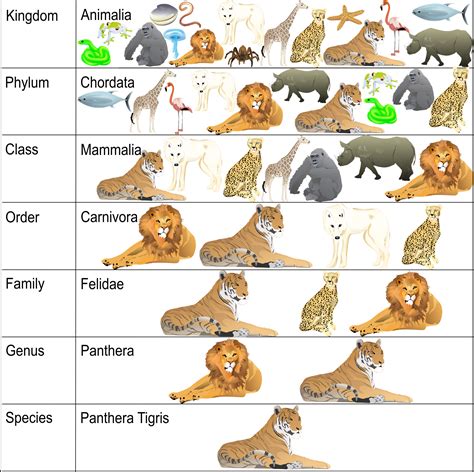 classification chart with words | Woo! Jr. Kids Activities : Children's ...