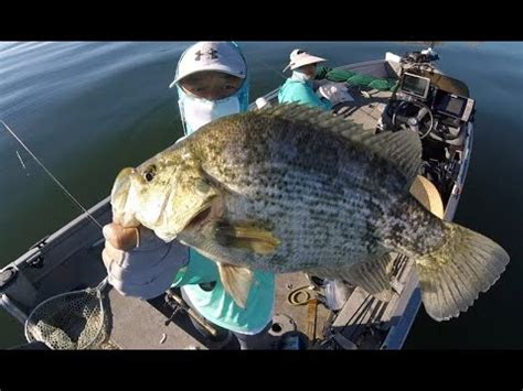 Had a Blast First Time Fishing for Sacramento Perch! - YouTube