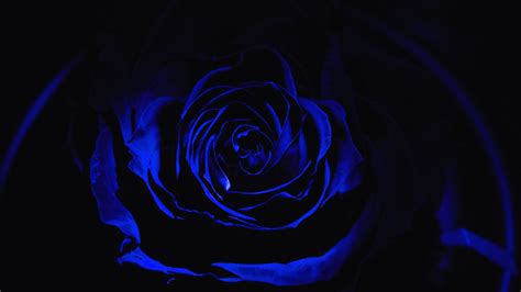 Blue Rose 4k HD Wallpapers - Wallpaper Cave