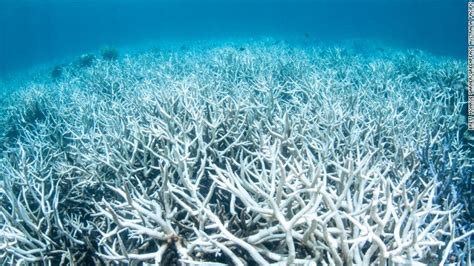 Scientists: Warming water 'cooking' Great Barrier Reef - CNN Video