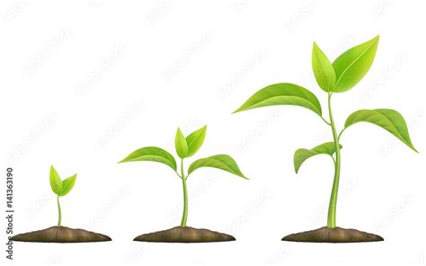 Stages of plant growth. Green sprout grows from the ground. Realistic ...