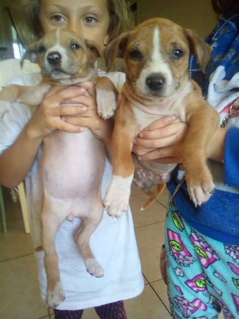 Catahoula Bulldog Puppies For Sale | Ormond Beach, FL #325385