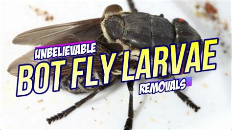 Bot Fly Removal! Top 10 Bot Fly Removal of All Time! - YouTube