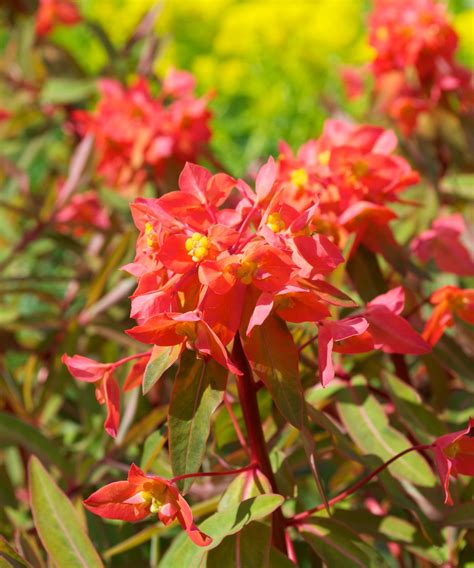 Types of euphorbia: 16 varieties for beds, borders and pots | Gardeningetc