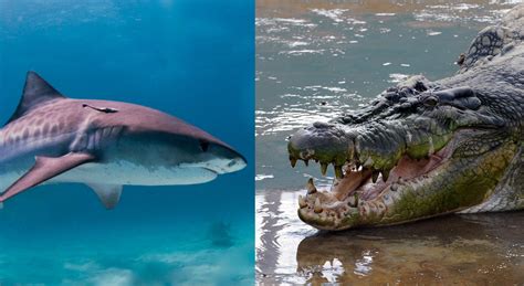 Saltwater Crocodile Vs Shark