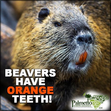 DID YOU KNOW…Beavers have orange teeth. This is not because they have ...