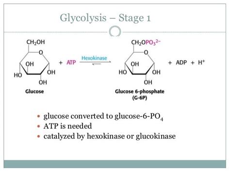 Glycolysis - Glucose oxidation