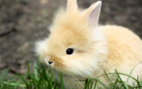 🔥 Free download cute baby bunny wallpaper hq mjhekjpg [1920x1200] for ...