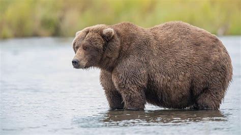 Voting is open for Katmai National Park’s iconic Fat Bear Week – The ...