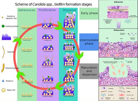 | Comparative schematics of three stages of biofilm formation in C ...