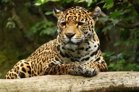 Jaguar, Edinburgh Zoo | Jaguar, Animales de la selva, Animales