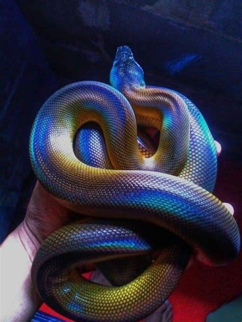 Serpiente multicolor | Most beautiful animals, Animals beautiful, Cute ...