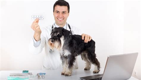 Dexamethasone For Dogs: Uses, Dosage, & Side Effects - DogTime