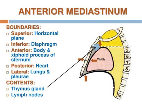 Anterior Mediastinum Contents