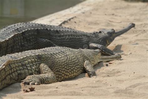 Ganges River Crocodiles