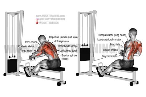 seated row machine muscles worked - Edda Ives