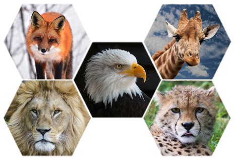 Download Animals, Wildlife, Nature. Royalty-Free Stock Illustration ...