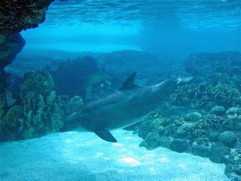 File:Dolphin artificial habitat.jpg - Wikimedia Commons