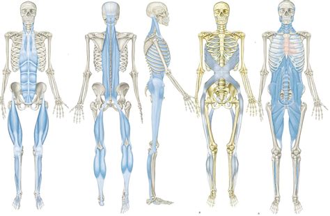 Myofascial Lines And Recovery From Pain