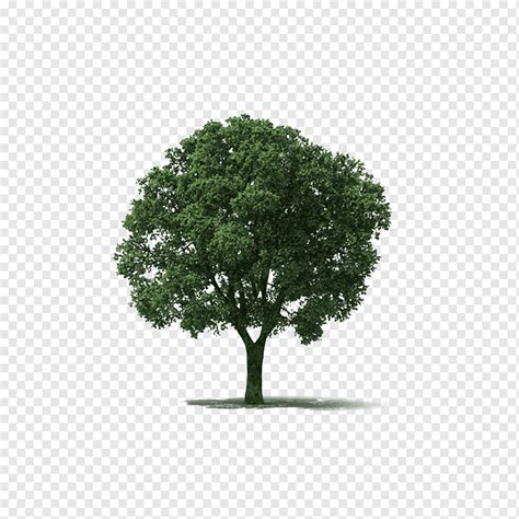 Elm elm, elm, trees, green png | PNGWing