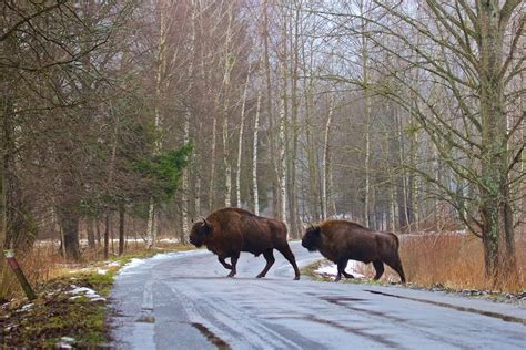 Białowieża Forest | Wild Poland