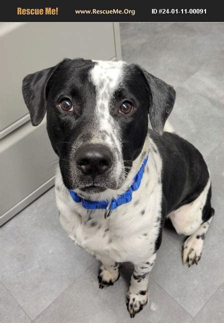 ADOPT 24011100091 ~ Dalmatian Rescue ~ Lisbon, OH