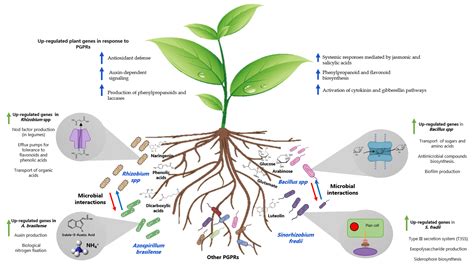 Plants | Free Full-Text | A Look at Plant-Growth-Promoting Bacteria