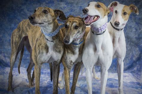 The 4-H Family Photo from Gig 2016! Heidi, Harlow, Holly, and Harmony ...