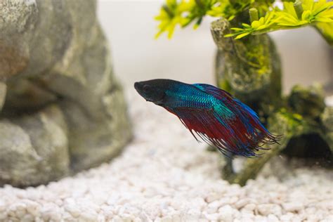 Halfmoon Betta Fish Care and Tips: Tank, Diet, and More - PetHelpful