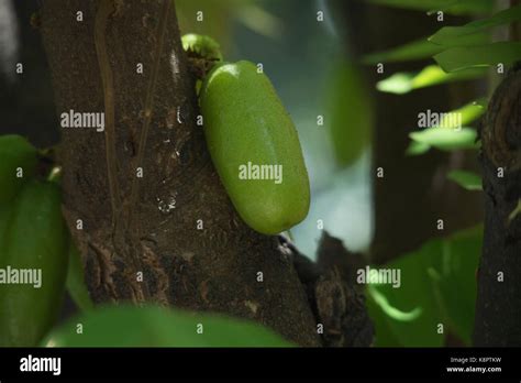 Pohon belimbing hi-res stock photography and images - Alamy