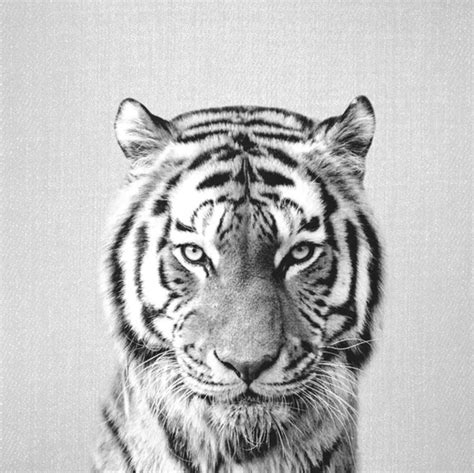 Black And White Drawings Of Tigers