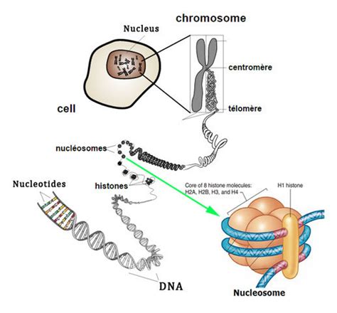 Histone Structure