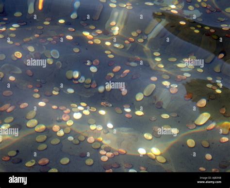 lots of coins in a wishing well Stock Photo - Alamy