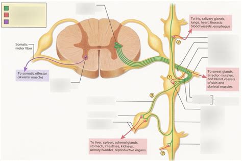 Neural Pathways Through the Sympathetic Chain Ganglia Diagram | Quizlet