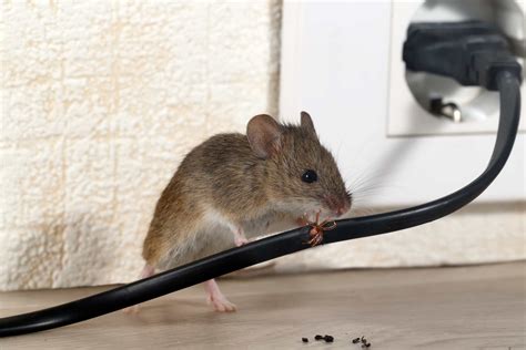 How Much Do Mice Exterminators Cost? | Find Mouse Control Companies ...