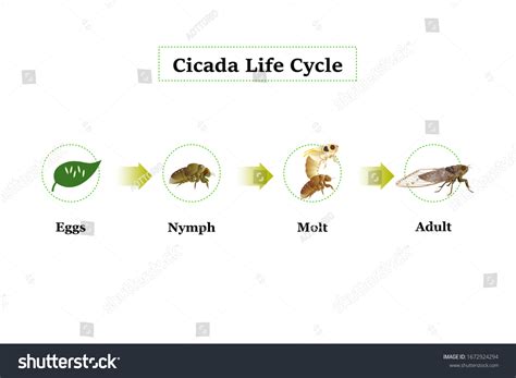 Cicada Life Cycle