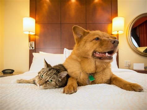 Best pet-friendly luxury resorts in the U.S.