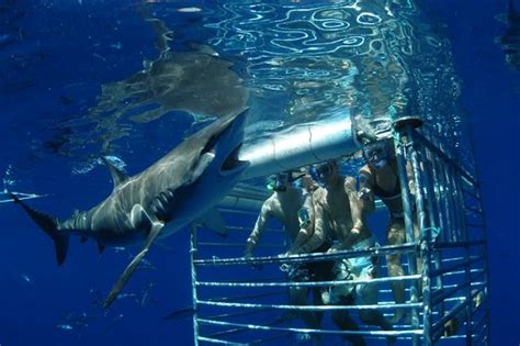 Hawaii Shark Encounters: Thrilling Shark Tours