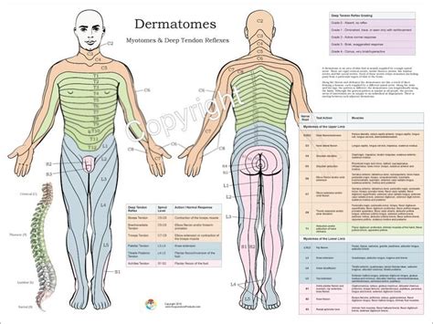 Dermatomes, Myotomes and DTR Nervous System Poster 18 X 24 Chiropractic ...