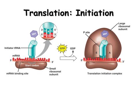 Translation. Protein from RNA - Presentation Biology