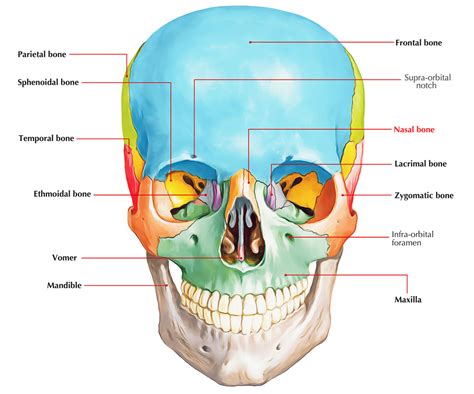 Nasal Bone – Earth's Lab