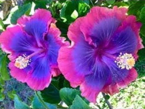 Top 50 Most Beautiful Gumamela Flowers: Different colors and varieties ...