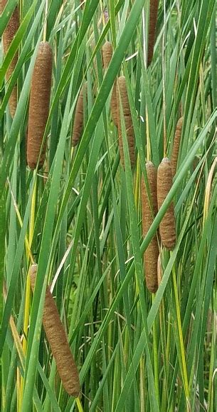 Cattail Information and Identification - TradersCreek.com