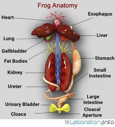 Frog Kidney