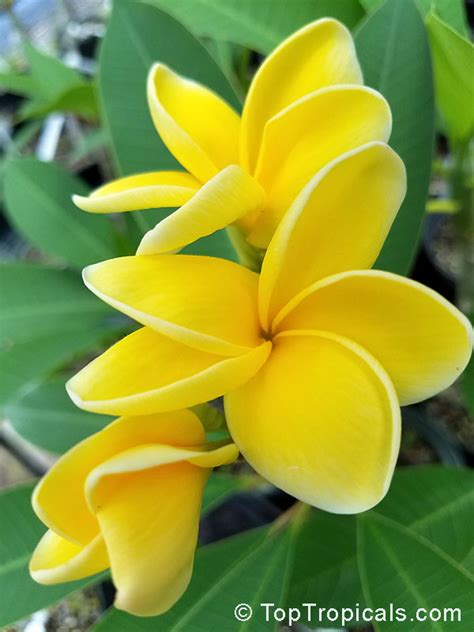 Yellow Plumeria Tree