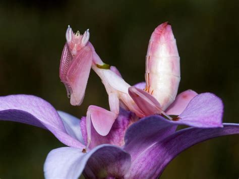 Orchid Mantis: The super power of this stealthy insect | news.com.au ...